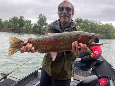 sacramento river steelhead fishing report.